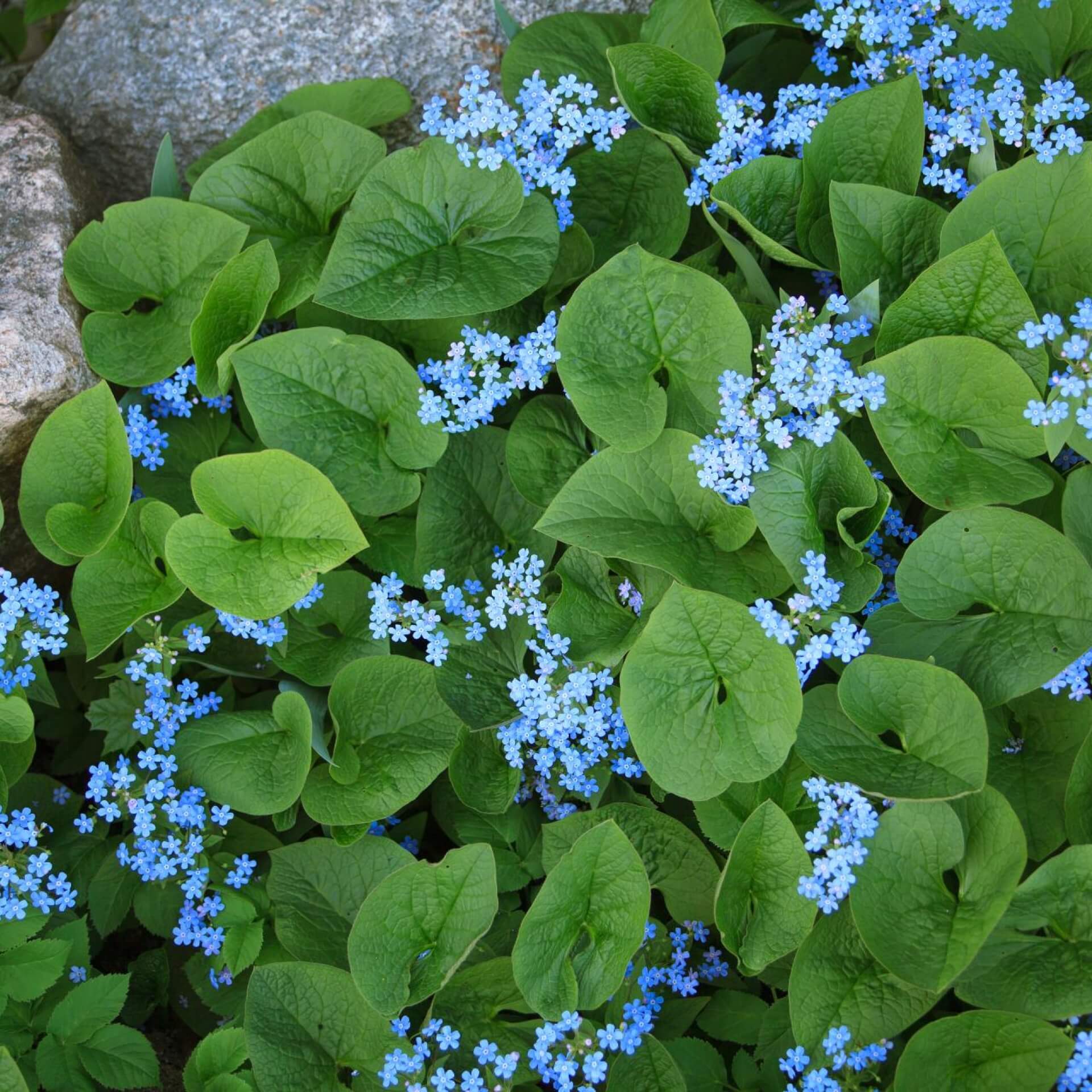 Kaukasus-Vergissmeinnicht (Brunnera macrophylla)