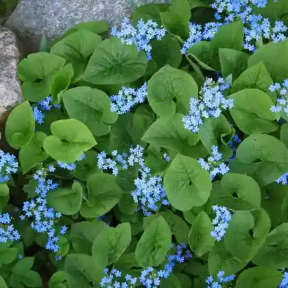 Foto von Kaukasus-Vergissmeinnicht (Brunnera macrophylla)