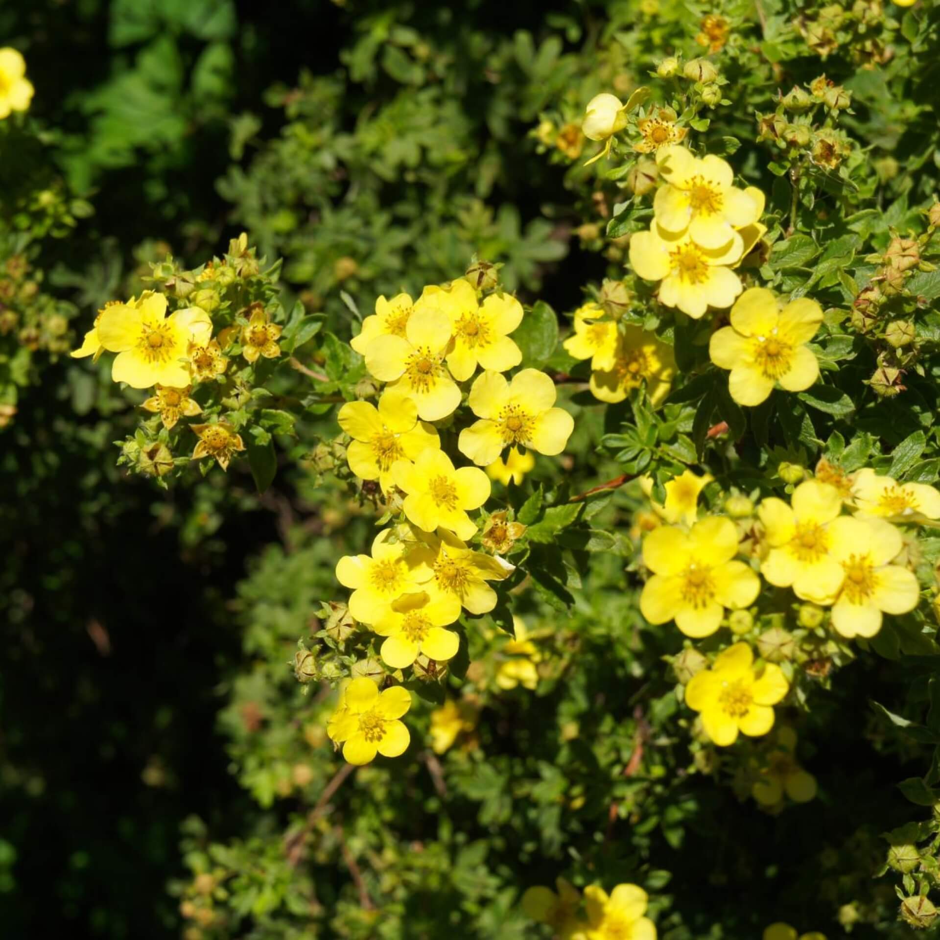 Fingerstrauch 'Sommerflor' (Potentilla fruticosa 'Sommerflor')