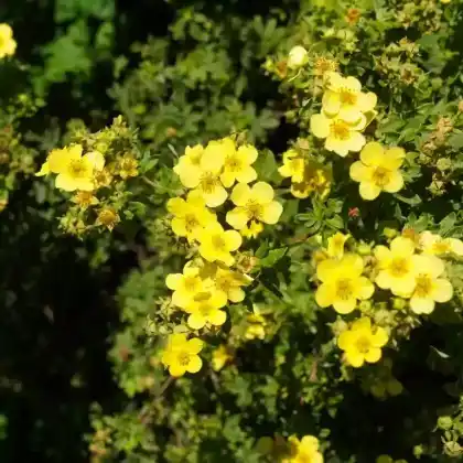 Foto von Fingerstrauch 'Sommerflor' (Potentilla fruticosa 'Sommerflor')