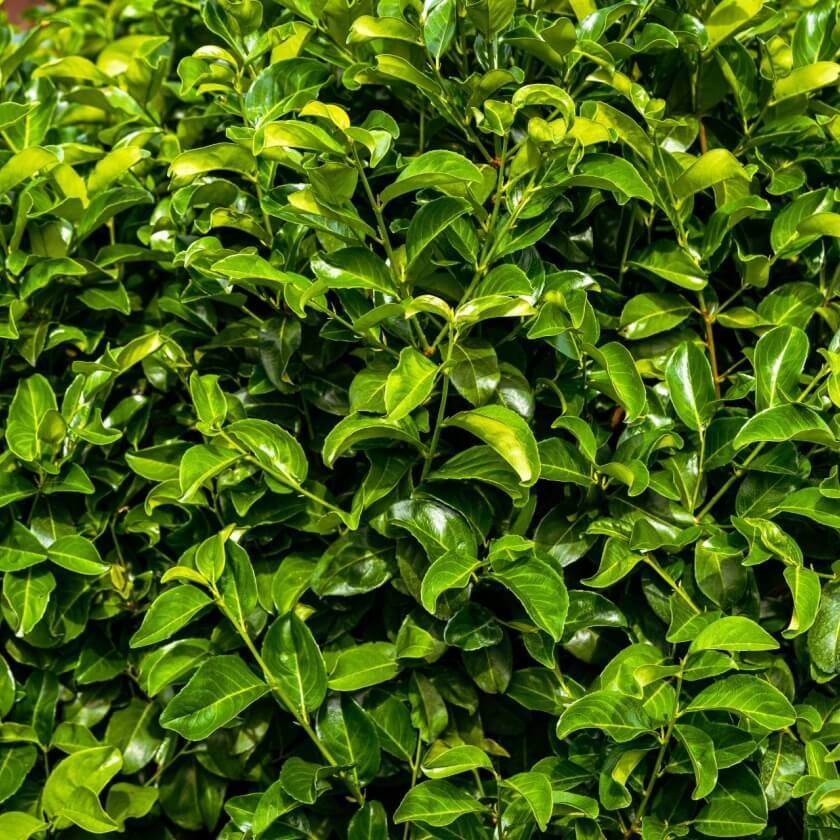 Kirschlorbeer 'Rotundifolia' / Prunus laurocerasus 'Rotundifolia'