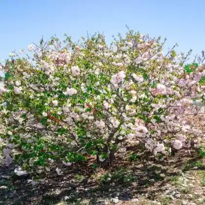 Foto von Zierkirsche 'Fugenzo' (Prunus serrulata 'Fugenzo')