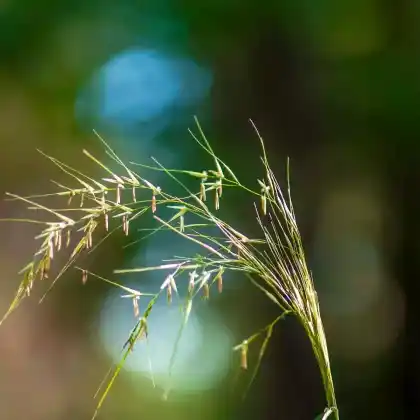Foto von Glänzendes Raugras (Achnatherum splendens)