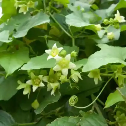 Foto von Weiße Zaunrübe (Bryonia alba)