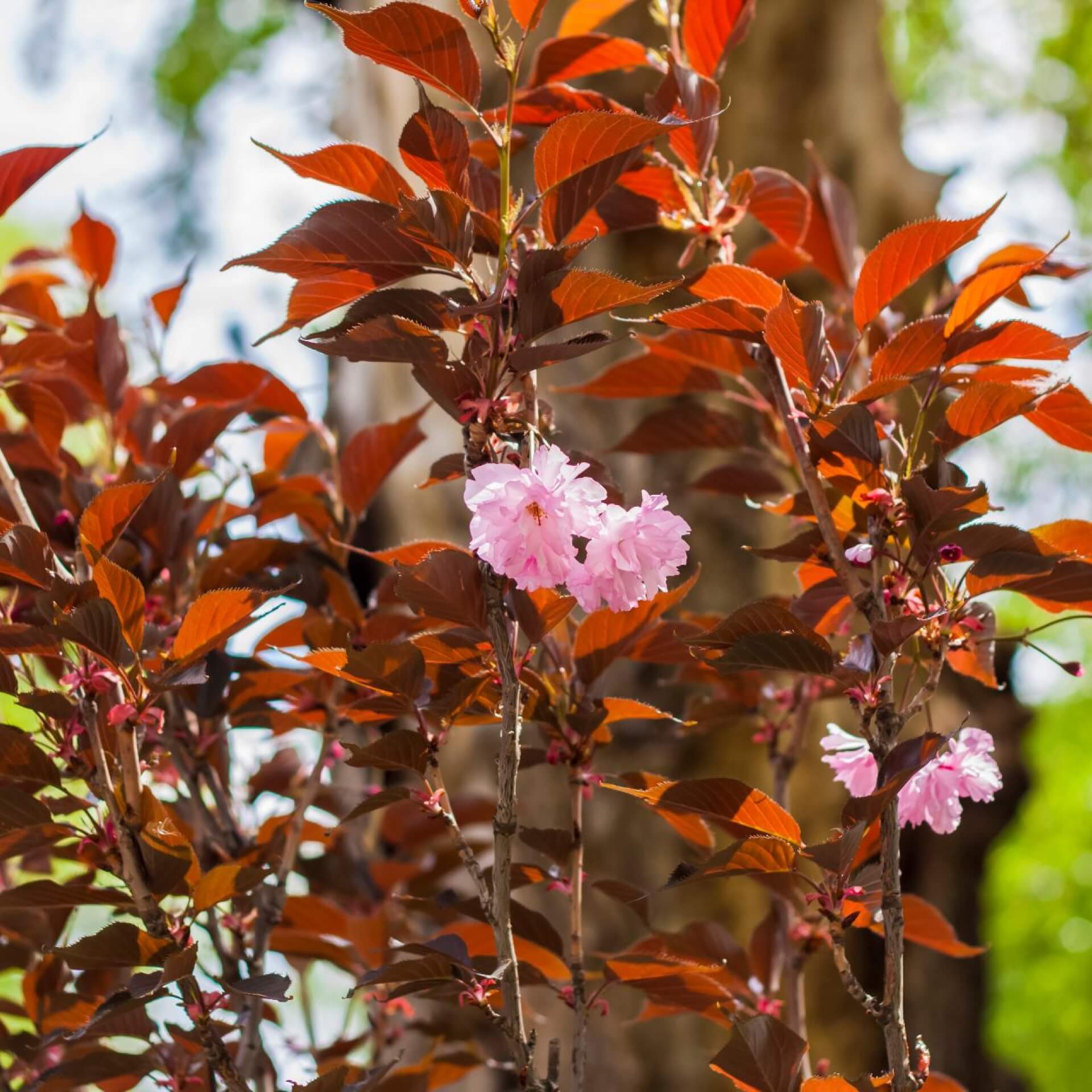 Japanische Nelkenkirsche 'Royal Burgundy' (Prunus serrulata 'Royal Burgundy')