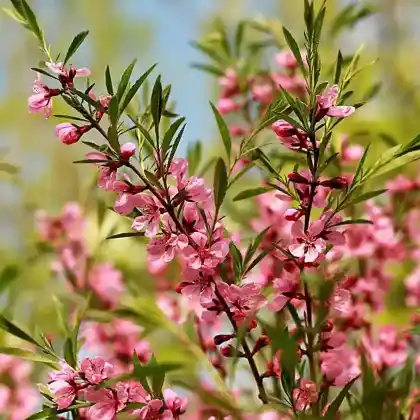 Foto von Zergmandel 'Fire Hill' (Prunus tenella 'Fire Hill')