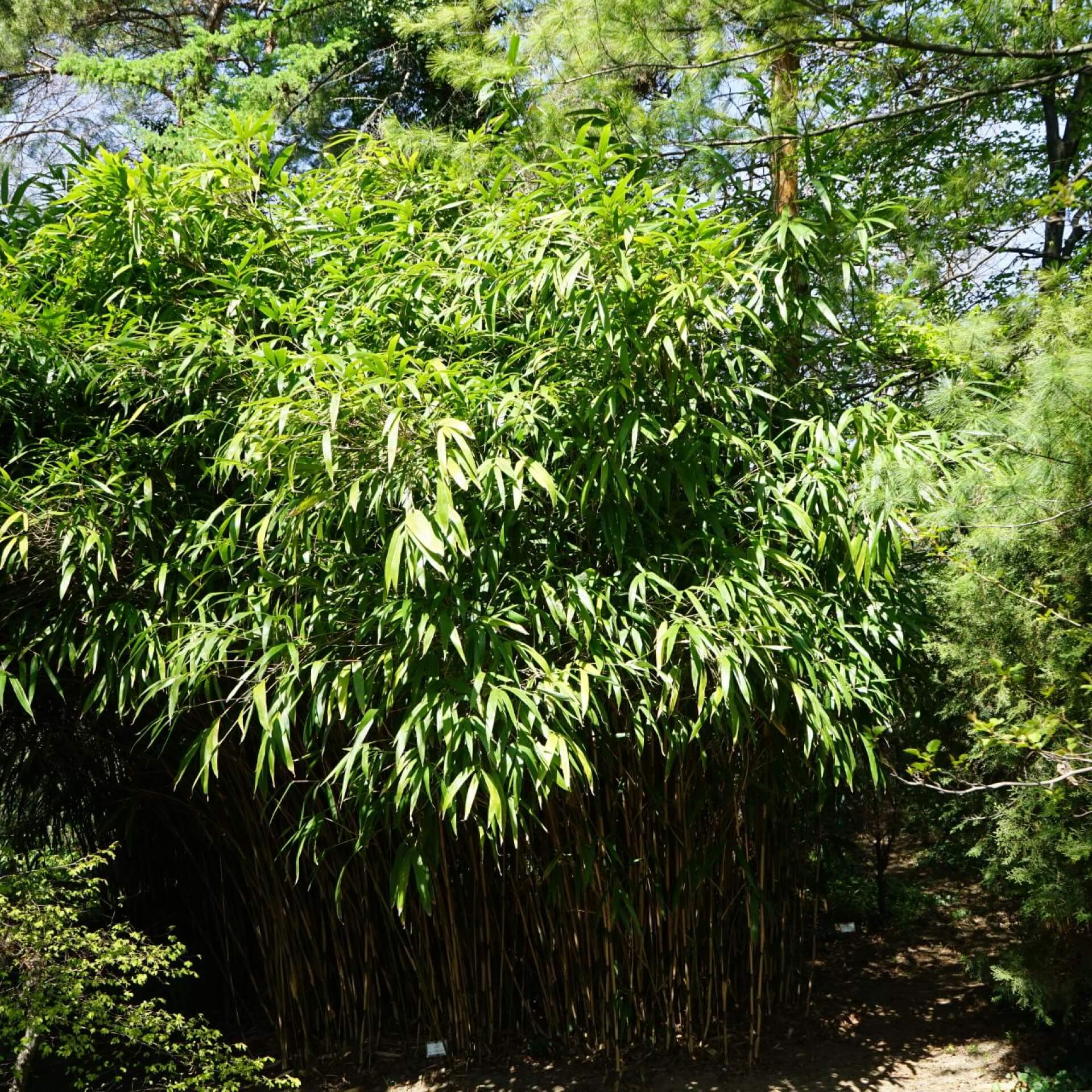 Japan-Scheinzwergbambus (Pseudosasa japonica)