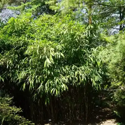 Foto von Japan-Scheinzwergbambus (Pseudosasa japonica)