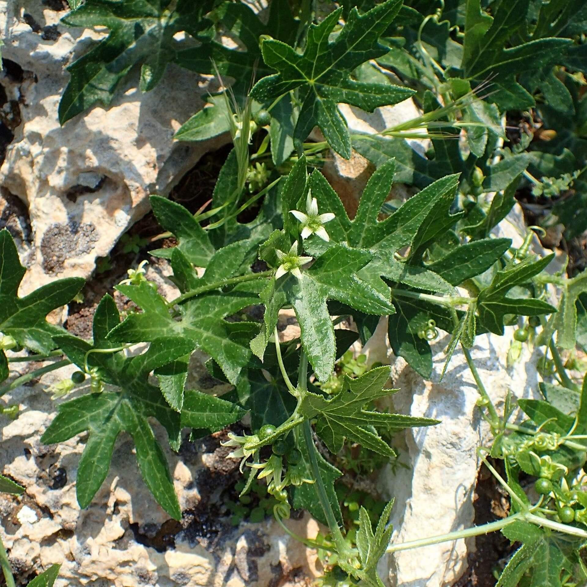 Rotfrüchtige Zaunrübe (Bryonia dioica)