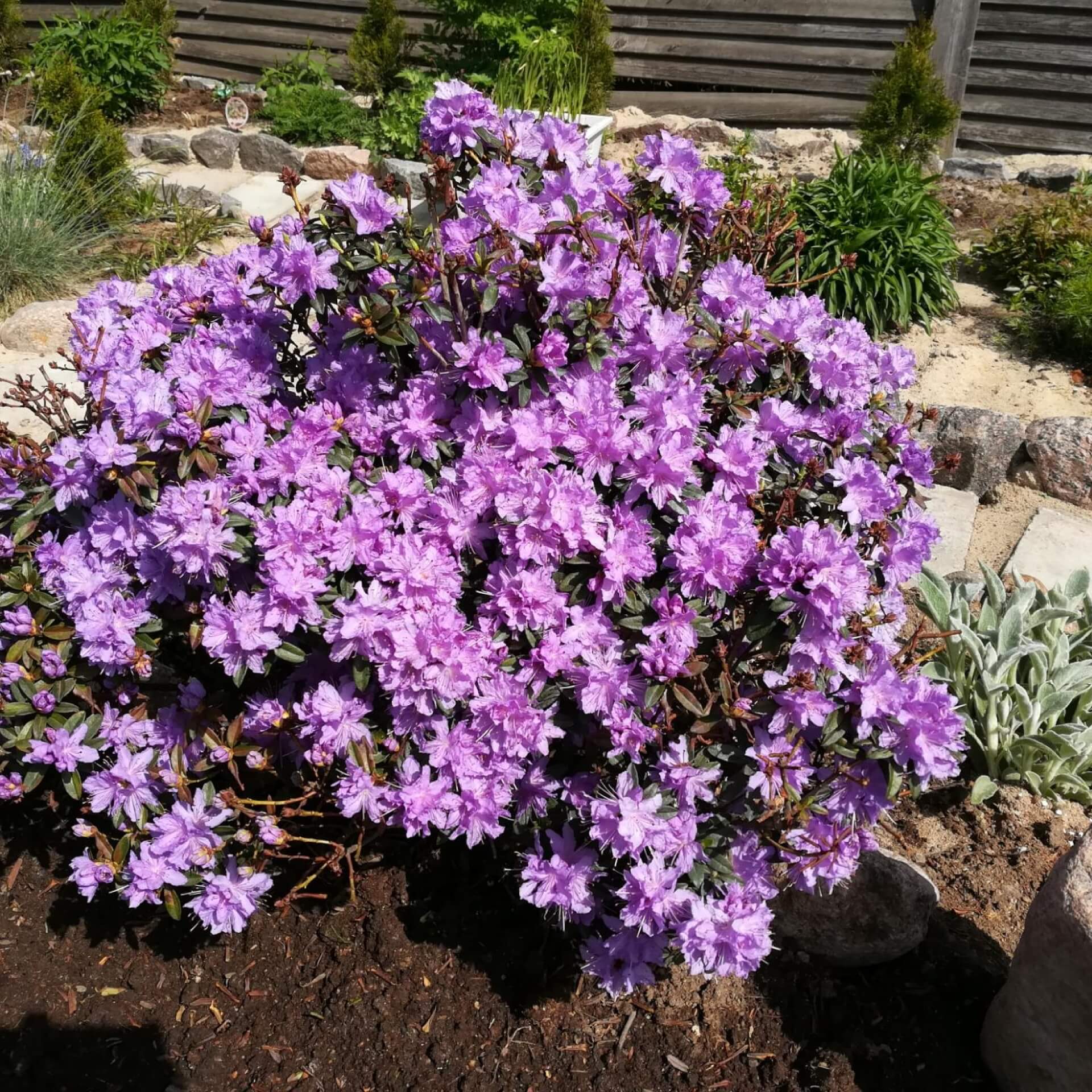 Rhododendron 'Luisella' (Rhododendron impeditum 'Luisella')