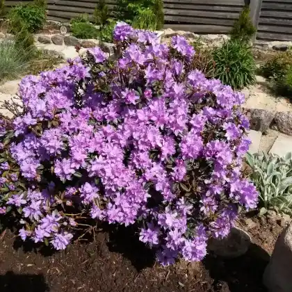 Foto von Rhododendron 'Luisella' (Rhododendron impeditum 'Luisella')