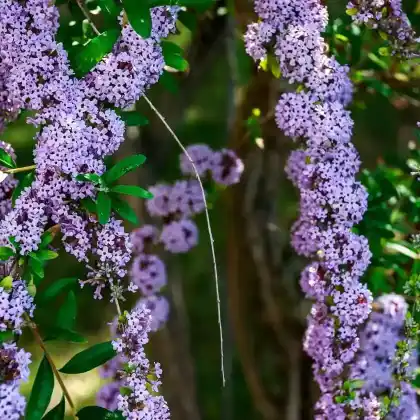 Foto von Wechselblättrige Sommerflieder (Buddleja alternifolia)