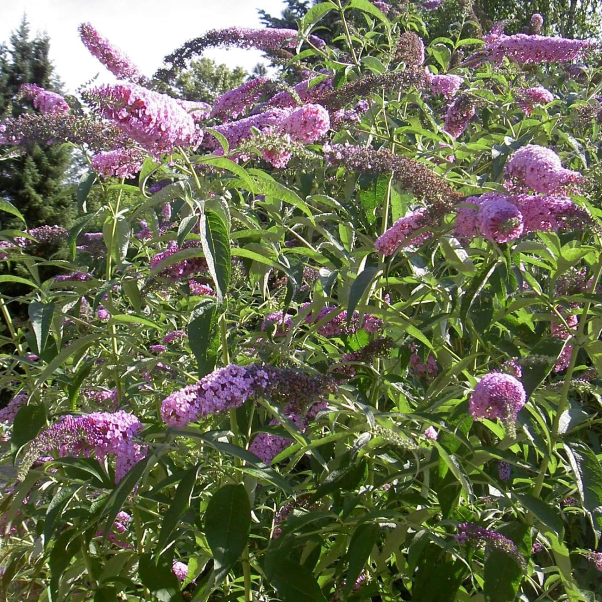 Schmetterlingsflieder (Buddleja davidii)