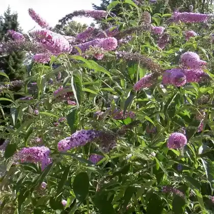 Foto von Schmetterlingsflieder (Buddleja davidii)