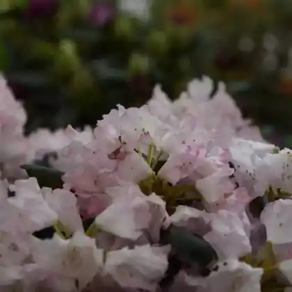 Foto von Rhododendron 'Silberwolke' (Rhododendron yakushimanum 'Silberwolke')