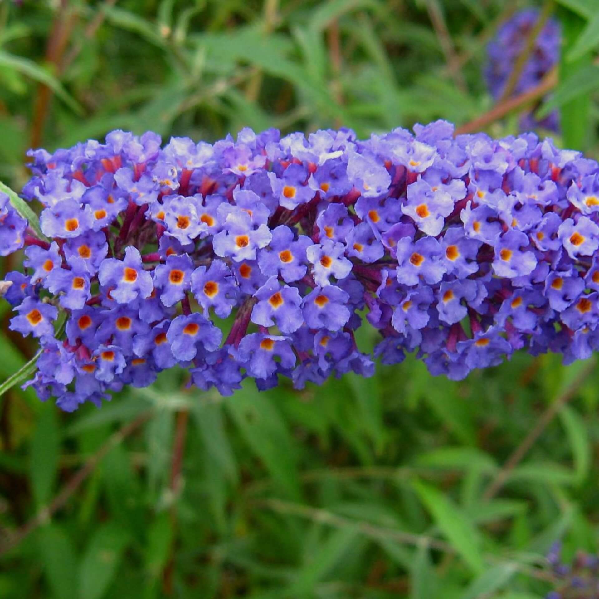 Schmetterlingsstrauch 'Nanho Blue' (Buddleja davidii 'Nanho Blue')