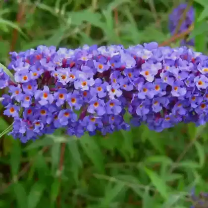 Foto von Schmetterlingsstrauch 'Nanho Blue' (Buddleja davidii 'Nanho Blue')