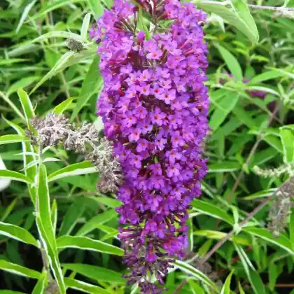 Foto von Schmetterlingsstrauch 'Nanho Purple' (Buddleja davidii 'Nanho Purple')