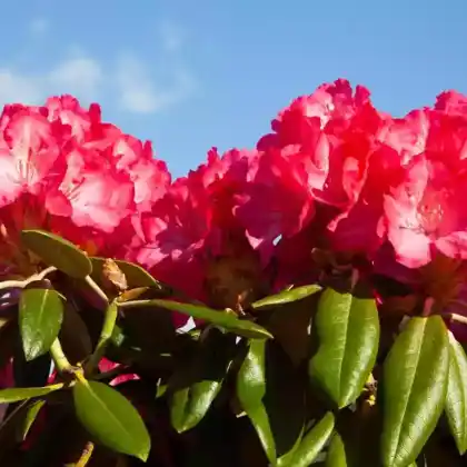 Foto von Rhododendron 'Nova Zembla' (Rhododendron Hybride 'Nova Zembla')