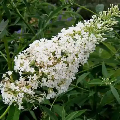 Foto von Schmetterlingsstrauch 'Nanho White' (Buddleja davidii 'Nanho White')