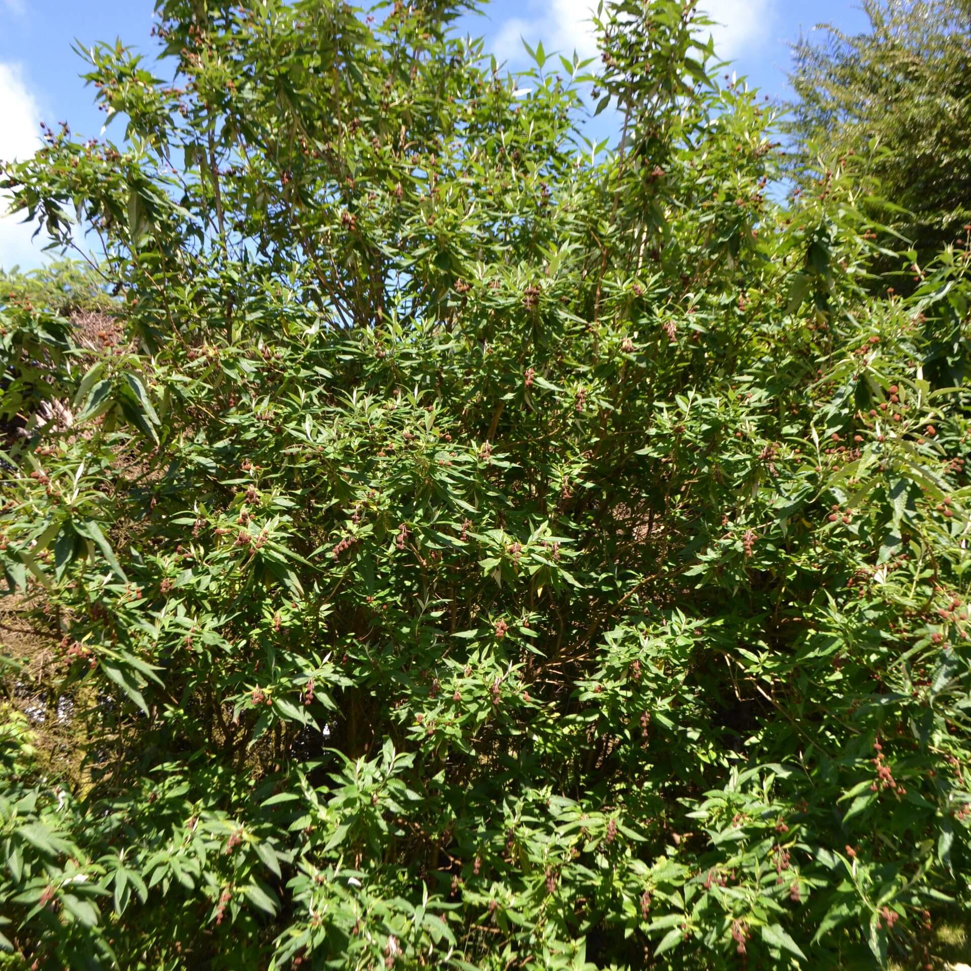 Kugelblütiger Sommerflieder (Buddleja globosa)