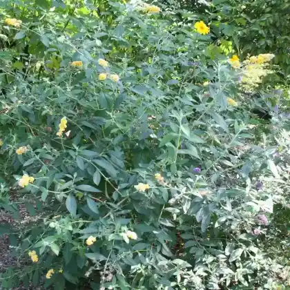 Foto von Gelber Sommerflieder (Buddleja x weyeriana)