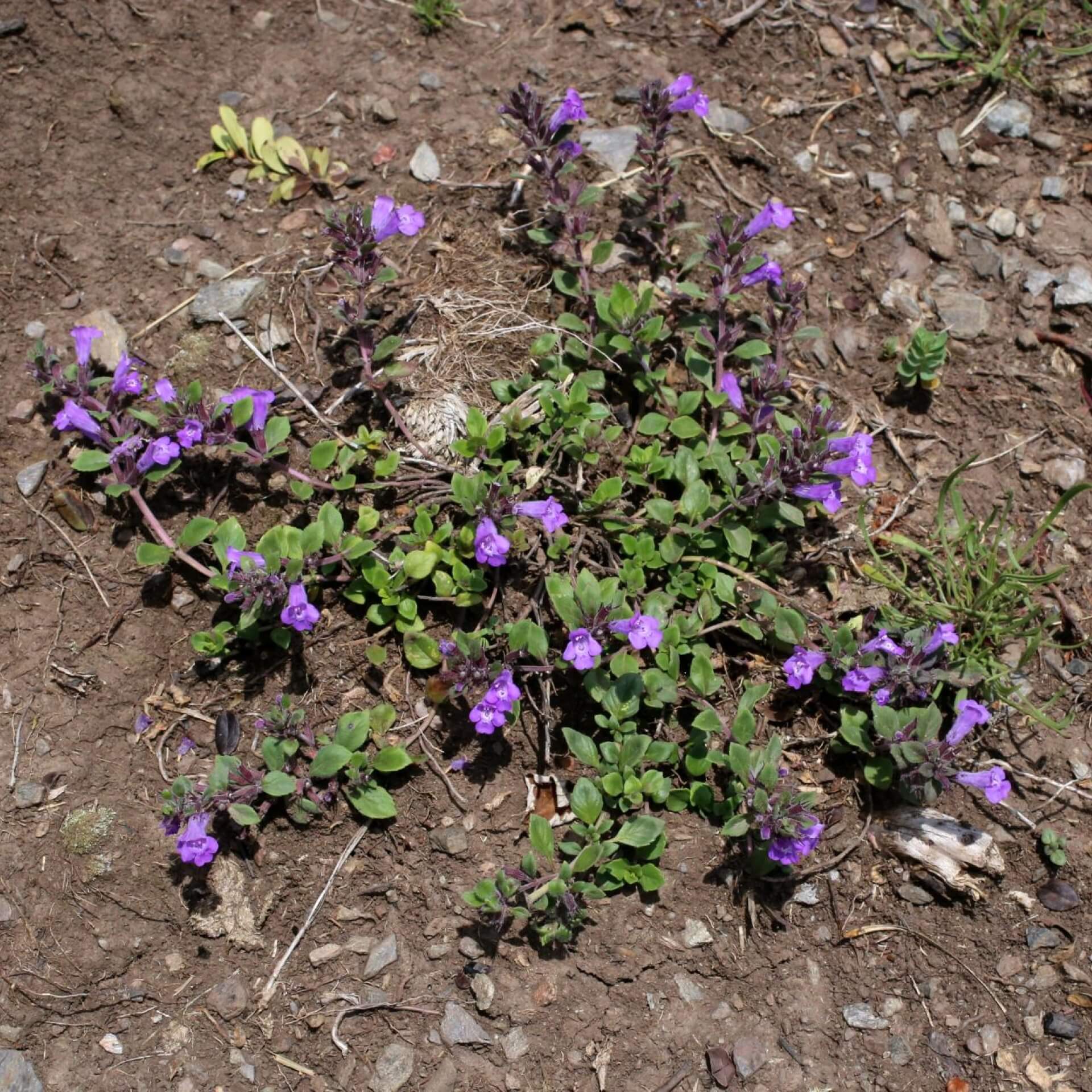 Alpen-Steinquendel (Acinos alpinus)