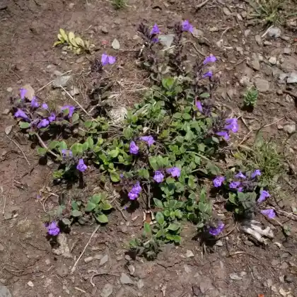 Foto von Alpen-Steinquendel (Acinos alpinus)