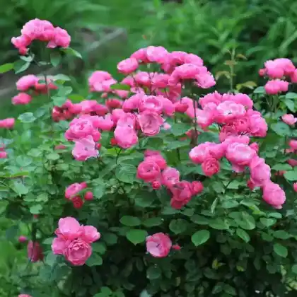 Foto von Strauchrose 'Angela' (Rosa 'Angela')