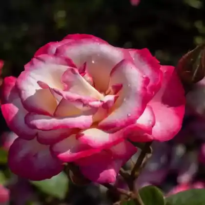 Foto von Strauchrose 'Bonanza' (Rosa 'Bonanza')