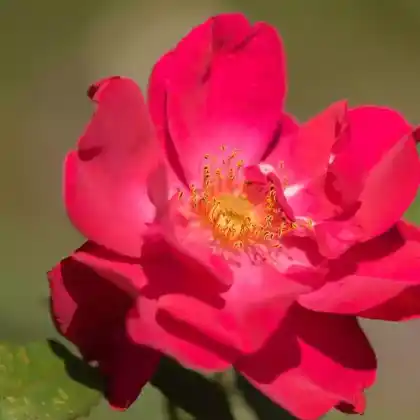 Foto von Strauchrose 'Burghausen' (Rosa 'Burghausen')