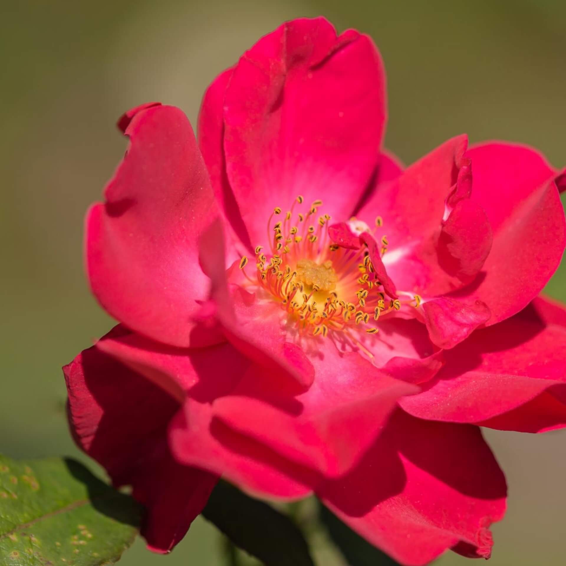 Strauchrose 'Burghausen' Expertenwissen für den Garten