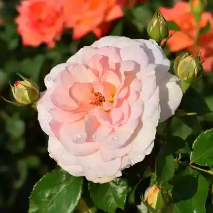 Foto von Strauchrose 'Bremer Stadtmusikanten' (Rosa 'Bremer Stadtmusikanten')