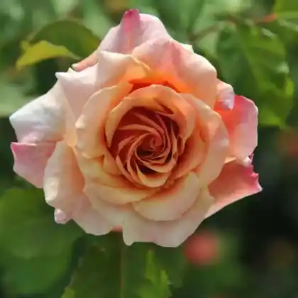 Foto von Strauchrose 'Caramella' (Rosa 'Caramella')