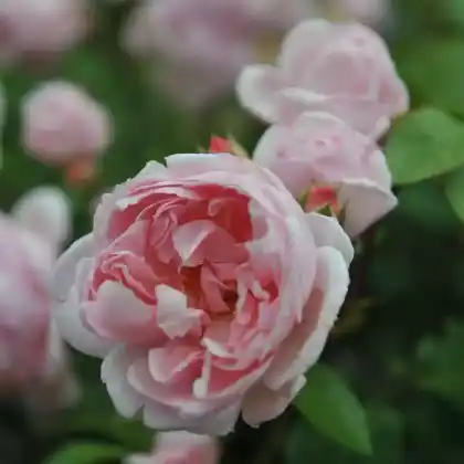 Foto von Strauchrose 'Cinderella' (Rosa 'Cinderella')