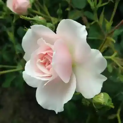 Foto von Strauchrose 'Dortmunder Kaiserhain' (Rosa 'Dortmunder Kaiserhain')