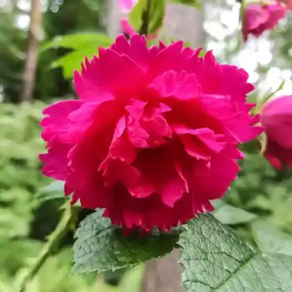 Foto von Parkrose 'F.J. Grootendorst' (Rosa 'F.J. Grootendorst')