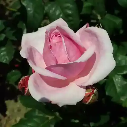 Foto von Strauchrose 'Flashlight' (Rosa 'Flashlight')