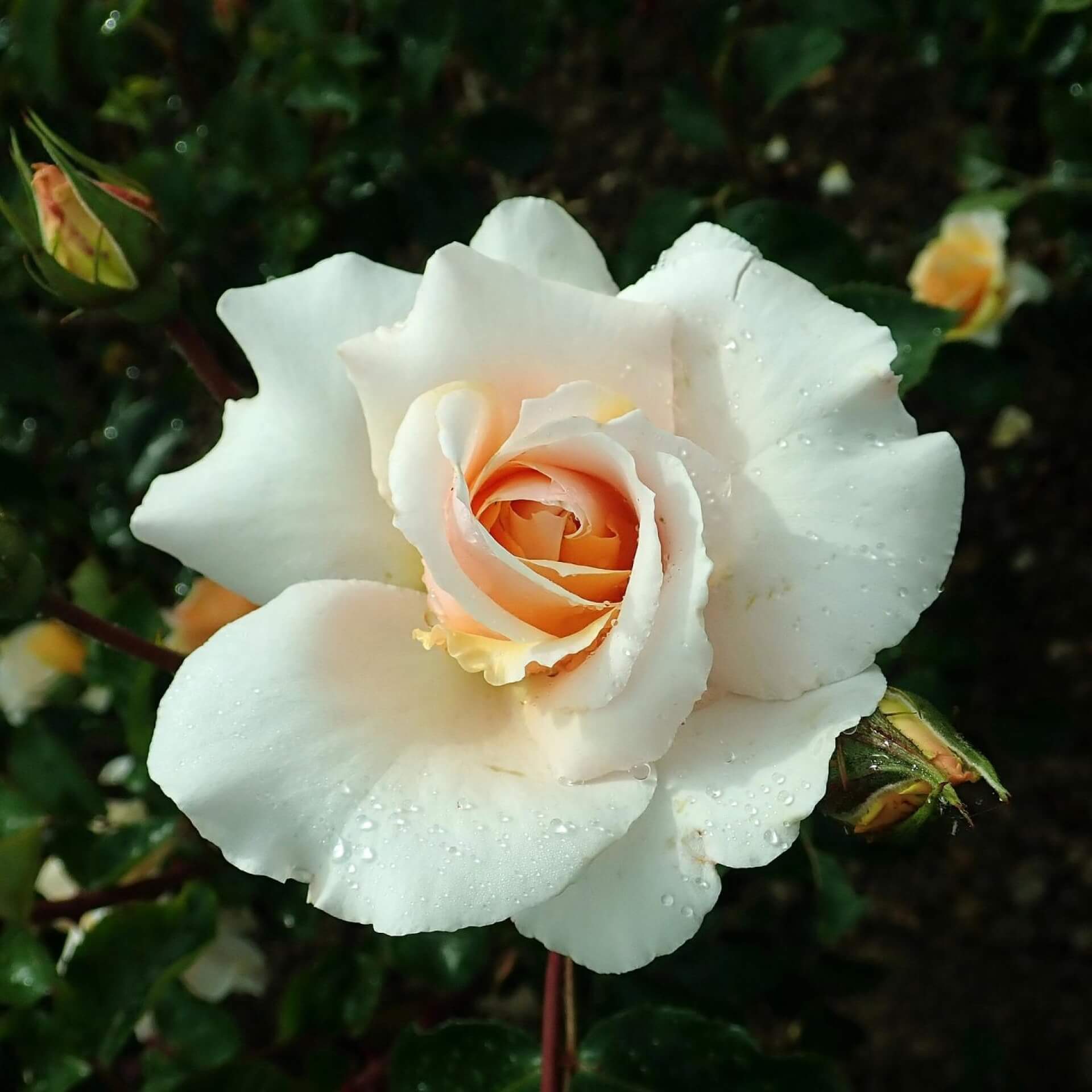 Strauchrose 'Kaiser von Lautern' (Rosa 'Kaiser von Lautern')