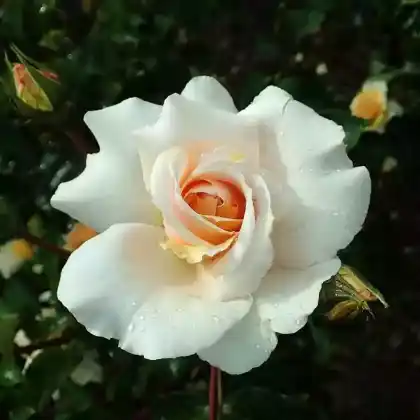 Foto von Strauchrose 'Kaiser von Lautern' (Rosa 'Kaiser von Lautern')