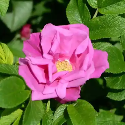 Foto von Strauchrose 'Moje Hammarberg' (Rosa 'Moje Hammarberg')
