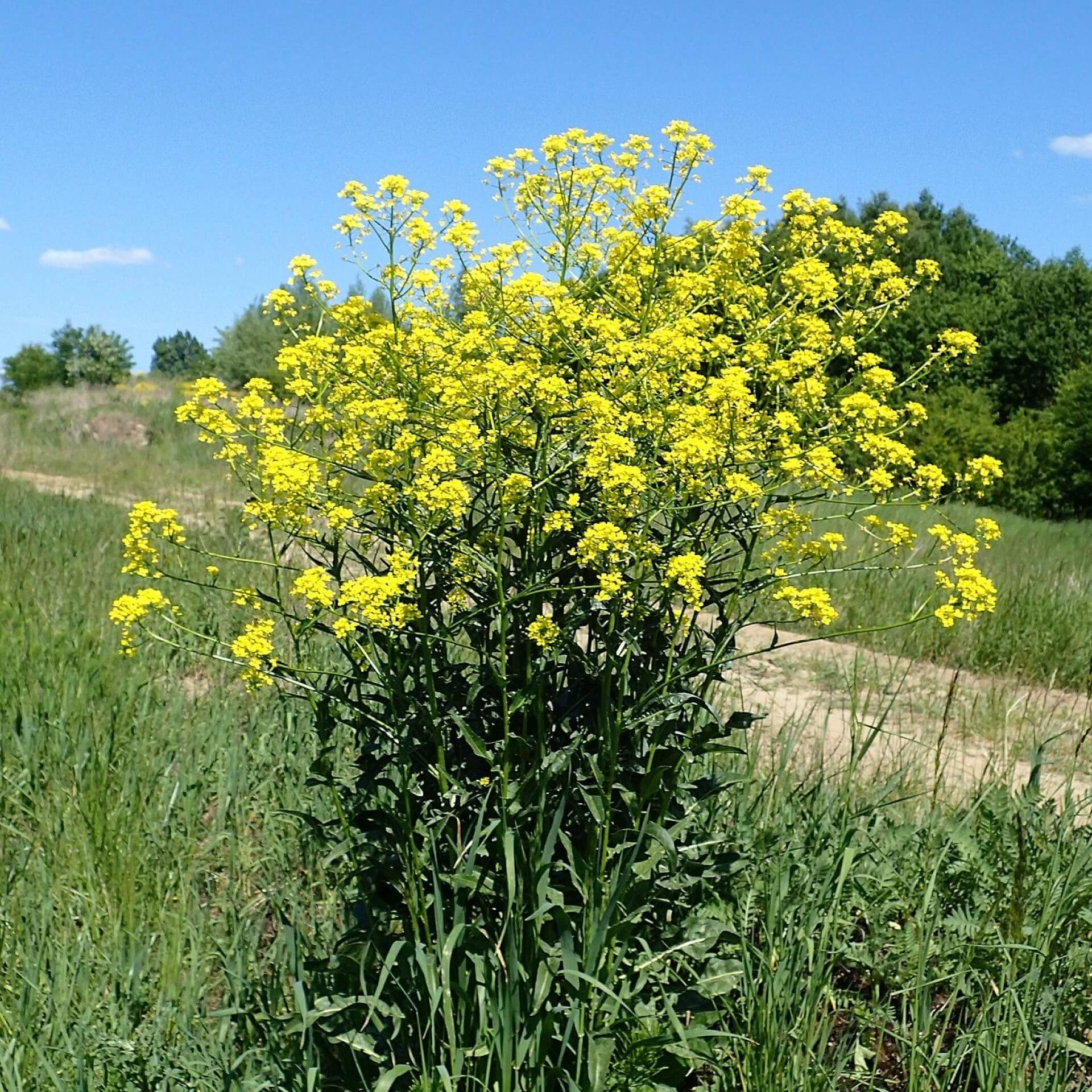 Orientalisches Zackenschötchen (Bunias orientalis)