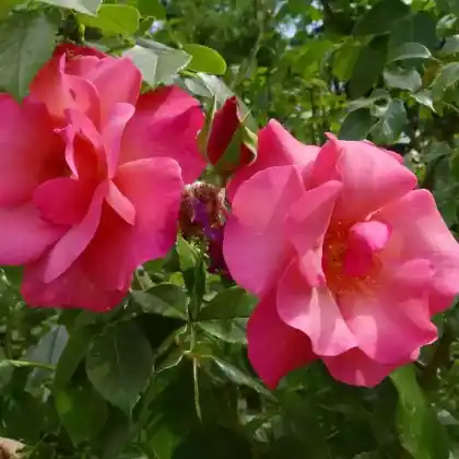 Foto von Strauchrose 'Rosenresli' (Rosa 'Rosenresli')
