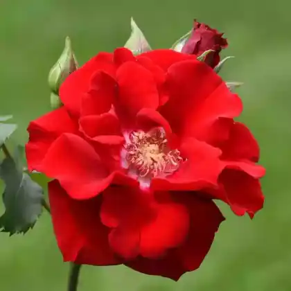 Foto von Strauchrose 'Roter Korsar' (Rosa 'Roter Korsar')