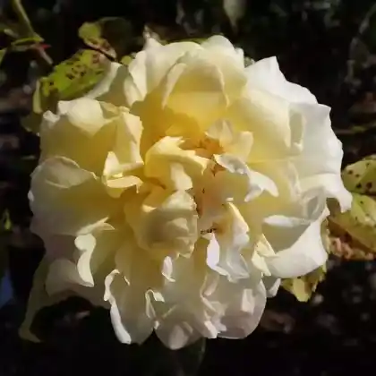 Foto von Strauchrose 'Rugelda' (Rosa 'Rugelda')