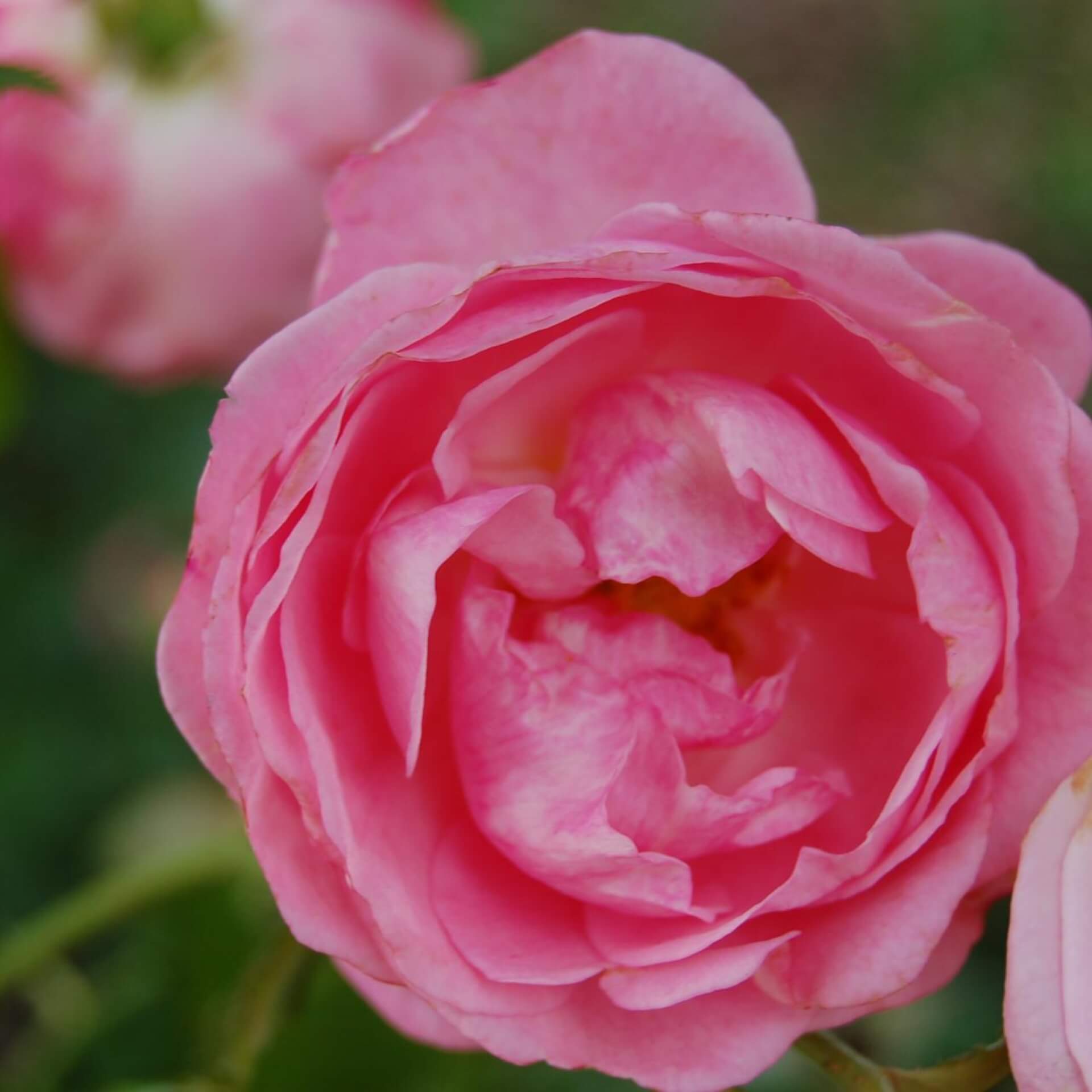 Strauchrose 'Saremo' (Rosa 'Saremo')