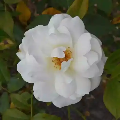 Foto von Strauchrose 'Schneewittchen' (Rosa 'Schneewittchen')