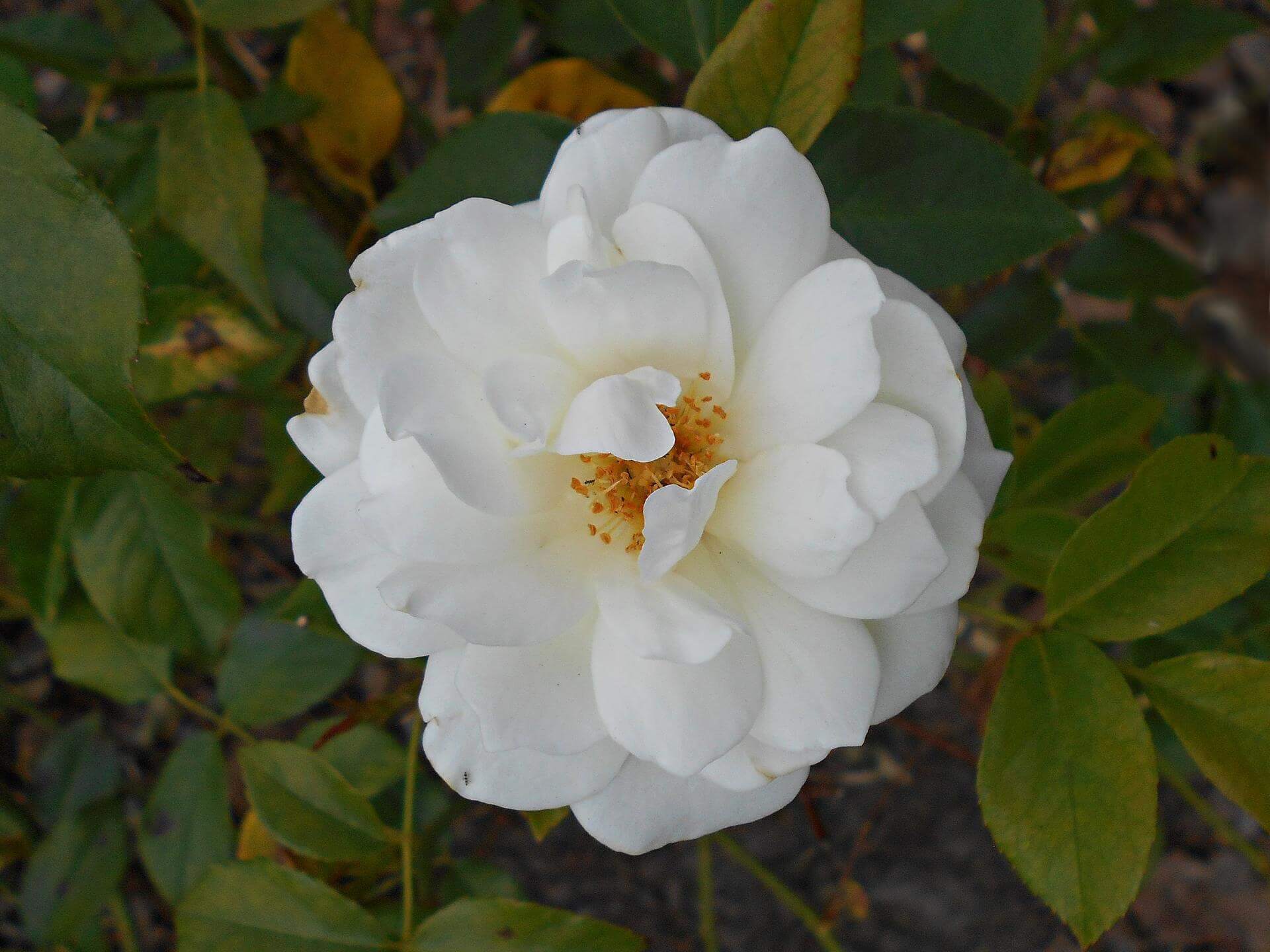 Strauchrose 'Schneewittchen' / Rosa 'Schneewittchen'