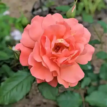 Foto von Strauchrose 'Westerland' (Rosa 'Westerland')