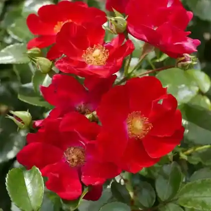 Foto von Bodendecker-Rose' Alcantara' (Rosa 'Alcantara')